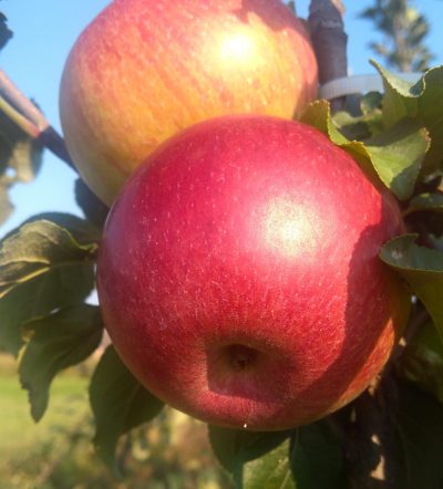 Саженцы яблони Лучезарное