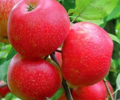 Саженцы яблони Хани Крисп
