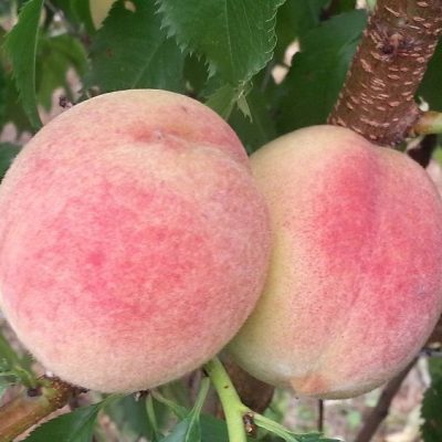 Саженцы персика Лойко