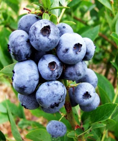 Саженцы голубики Блюголд
