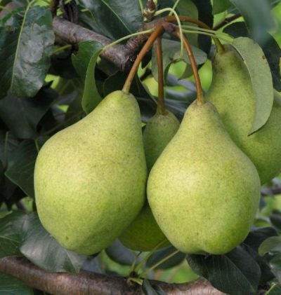 Летние Саженцы груши орловская летняя