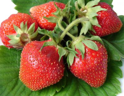 Саженцы клубники Корона