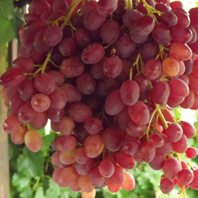 Саженцы винограда Кишмиш Велес Саженцы Винограда Кишмиш Велес