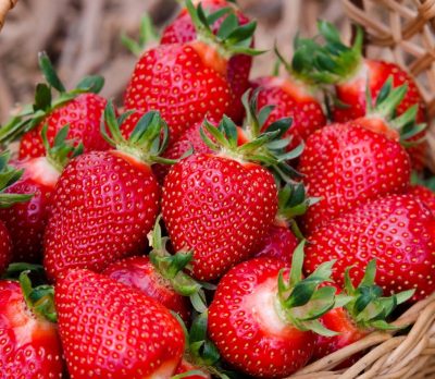 Саженцы клубники Элиане