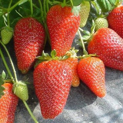 Саженцы клубники Роксана