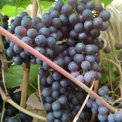 Саженцы винограда Кишмиш Уникальный Саженцы винограда кишмиш уникальный