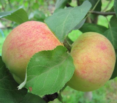 Саженцы яблони Орловим