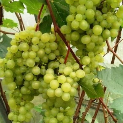 Саженцы винограда Краса Севера Саженцы винограда Краса Севера