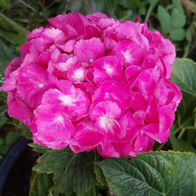 Декоративные растения