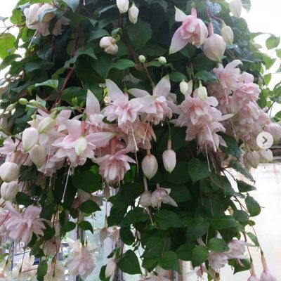 Фуксия Pink Marshmallow (Розовый Зефир) Фуксия Pink Marshmallow (Розовый Зефир)