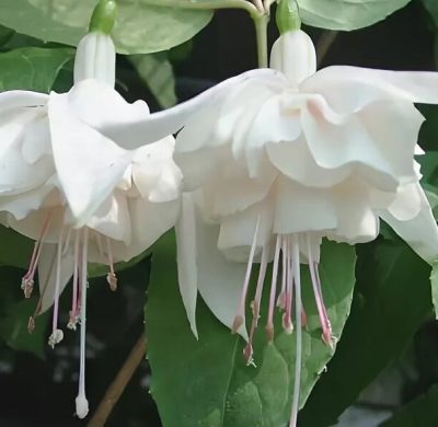 Фуксия White King (Белый Король) Фуксия White King (Белый Король)