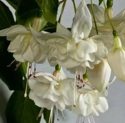 Фуксия White King (Белый Король) Фуксия White King (Белый Король)