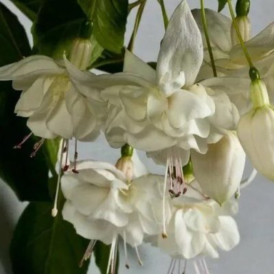 Фуксия White King (Белый Король) Фуксия White King (Белый Король)
