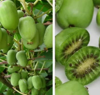 Саженцы актинидии