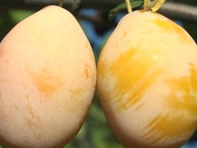 Саженцы сливы Наташа Саженцы сливы Наташа